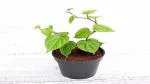 Platone Betel Leaf Plant Betel Leaf/Paan Patta Plant