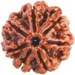 Feel Touch Mart 7 Mukhi Pure & Rare Nepal Rudraksha Bead by Lab Certified