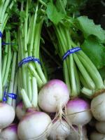 TRICONE Turnip Seeds, 550 Per Packet