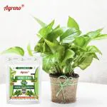 Agreno Money Plant Growth and Bloom Booster, Essential Powerful Organic Fertilizer Granule for Overall Healthy and Fast Growth of Money Plants. (1 kg)