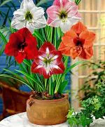 PARYAVARAAN Amaryllis Lily Flower Bulbs For Home Gardening pack of 5