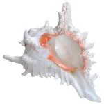 BOVZEN 100% Natural White Sacred Blowing Shankh for Puja