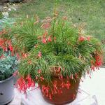 Earth Angels Abiu PlantPlants 8089