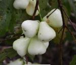 Online Plant Bazar White Water Apple Live Plant