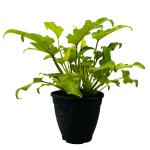 Hug A Plant Philodendron Xanadu Golden (Thaumatophyllum xanadu)- Live Plant (Home & Garden)