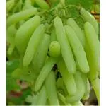Cloud Farm Moon drops Green Grape Plant Seedless Vine Cutting Healthy Grape Healthy Plant for Home Garden Tree Pack of 1, CF_N16