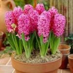 PARYAVARAAN Hyacinth Flower Bulb 'Pink' Imported Flower Bulbs for Home Gardening 20 Bulbs