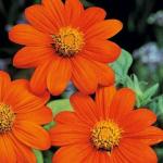 Green World Drought Tolerant Titihonia Torch Flower 200 Seed