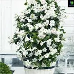 NooElec Seeds India- 35+ Seeds- White - Hybrid All Seasons White Mandevilla Vine Flower Seeds- Grow All India