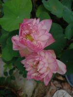 Indian Gardens Lotus Live Plant Rare New Star code 38