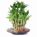 Guuchuu 3 Layers Lucky Bamboo Plant Indoor in Glass Pot (3 Layer Bamboo) with Multi Color jelly