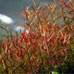 Maalavya Green Ludwigia Arcuata Dark Red Live Aquarium Aquatic Plant With Pot - 240 G (Pack Of 2)