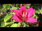 Online Plant Bazar Red Kanchan Flower Live Plant