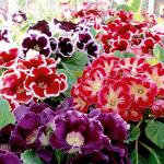 Plantogallery Gloxinia Tuberous Beautiful Flowers Bulbs (Pack Of 10) (Multicolour) | Outdoor Decor| Lawn and Garden| Garden| | Home Accessory| Home Decors| Lawn Accessory| Garending Accessory| Gloxinia Tuberous Beautiful Flowersbulbs|