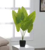 ARICK DECOR Artificial Dieffenbachia Puerto Rico Variegated Plant | with Basic Black Pot | 7 Leaves | Ornamental Plant for Interior Decor/Home Decor/Office Decor | Durable