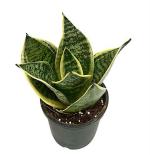 Dream mall Nasa Air Purifier Oxygen Snake Plant