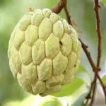 GREEN LINE Custard Apple Super Golden Custard Apple Super Golden Variety Sugar Apple Sitafal Ata Fruit for Outdoor Garden Plant