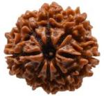 Feeltouchmart Brown Wood 8 Mukhi Nepal Rudraksha Hgj00-1001-2354