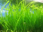 Aquarium Live Plants - Vallesenria (Bunch of 8-10 Plants)