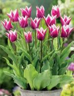 Audbhidhi Tulip Claudia (pack of 10)