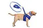 Petlia Fur Padded Nylon Dog Body Belt Dog Leash Combo Harness Leash Pack 2 X Large Blue