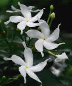 Plantzoin Crape jasmine Chandni Tabernaemontana divaricate Tagara Live Plant