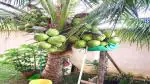 Corofitam Coconut Plant Coconut Live Fruit Plant