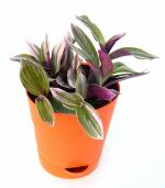 India Gardening Pink Wandering Jew Live Plant Rare Nanouk Lilac with Self Watering Pot