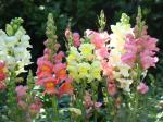 R-DRoz Anthrinium (Dog Flower) Mixed Colour Flowers Seeds (Pack of 100 Seeds)