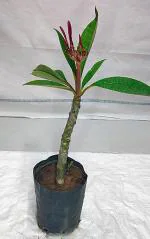 Cloud Farm Hybrid Red Plumeria Plant - 200 mm CF_A387