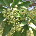 Plantzoin Scholar tree Saptaparni Alstonia scholaris Chhatiana Live Plant