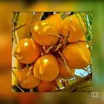 Cloud Farm High Yield Hybrid Rare Coconut Healthy Plant - Dwarf Coconut