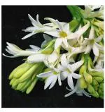 Cypress Rajnigandha Single Flowering Fragrant Polianthes Tuberosa Flower Bulbs/Seeds Round the Year(White, 5 Bulbs)