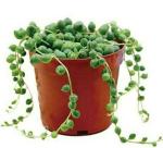 SENECIO Rowleyanus Pearl Bead Chlorophytum Air Purifier 50 Seeds