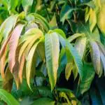 AYODvati Dry mango leaves for Pooja purchase 51 leaves