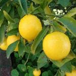 Cloud Farm Big lemon tree Healthy plant (1 Healthy plant) CF_N_65