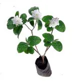 ROOKHRAJ PAUDHSHALA Gandharaj Flower Plant, Dwarf Rare Gardenia/Cape Jasmine (1 Plant In Polybag)