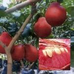 Online Plant Bazar Red Jambura Pomelo Gaint Chakotra Batabi Lebu Fruit Live Plant