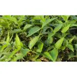 CooPany Coral Jasmine Live Plant / Pavazhamalli Heanthy Live Plant with Safe and Secure Packing