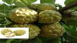 Platone Custard Apple Plant Custard Apple Balanagar Green Sugar Apple Sitafal Ata Fruit Grafted Live Plants & Tree(1-1.5 Ft Size)
