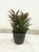 Garden Art Dracena Compecta Natural Helathy Live 3 in One Indoor Air Purifier Plant with Grower Pot