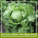 Farmgokart | 200 Seeds Pack of LETTUCE ICE BERG SEEDS| Best Suitable For Terrace And Home Gardening