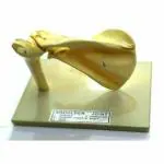 BNR EXPORTS Premium Quality Anatomical Shoulder Joint Model Life Size