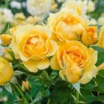 Cloud Farm PlantaZee Grafted Flower Yellow Climbing Hybrid Rose Plant (1 Healthy Plants in Polybag) Pack Of 1,CF_R82