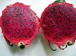 Zomoloco Dragon TreeDragen PlantAFRICAN RED DRAGON FRUIT PLANNT ROOFGARDEN