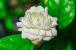 Online Plant Bazar White Arabian Jasmine Flower Live Plant-J2