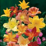 PARYAVARAAN Day Lily Hemerocallis (Multicolour) - Pack of 10