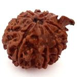 Feel Touch Mart Original Natural 8 Mukhi Ganesh Rudraksha Certified Nepal Bead