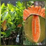 ONLINE PLANT BAZAR VIETNAM ALLTIME ORANGE JACKFRUIT GRAFTED PLANT(PACK OF-1)