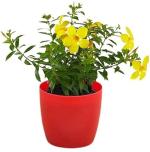 Earth Angels Mandevilla PlantMandeville PlantYellow Allamanda(Mandevilla)